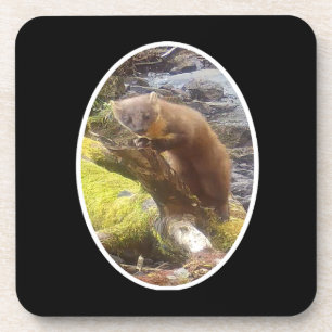 Pine Marten on Log Hard Plastic 6 Coaster Set