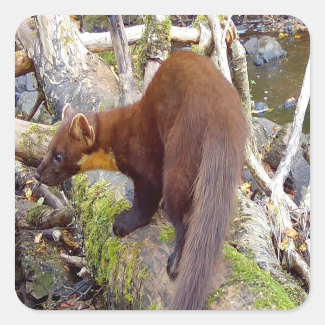 Pine Marten on Log  Square Sticker (Front)