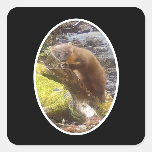 Pine Marten on Log  Square Sticker (Front)