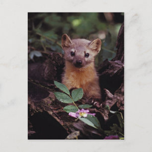 Pine Marten Postcard