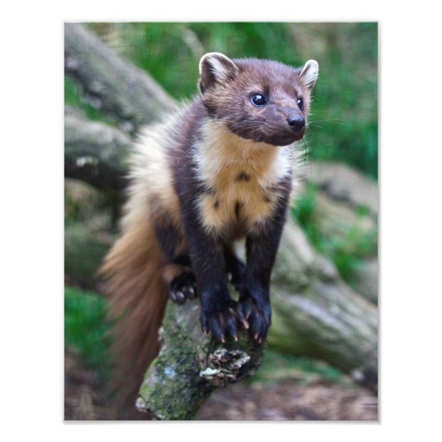 Pine Marten Print (Front)
