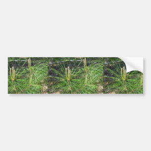 Pine Needles by Kenneth Yoncich Bumper Sticker