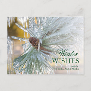 Pine needles Encased in Ice Postcard