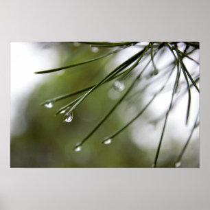 Pine Needles with Raindrops Poster