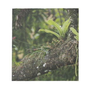 Pine Pink, Bletia purpurea, blooming on Mango Notepad