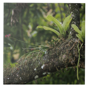 Pine Pink, Bletia purpurea, blooming on Mango Tile