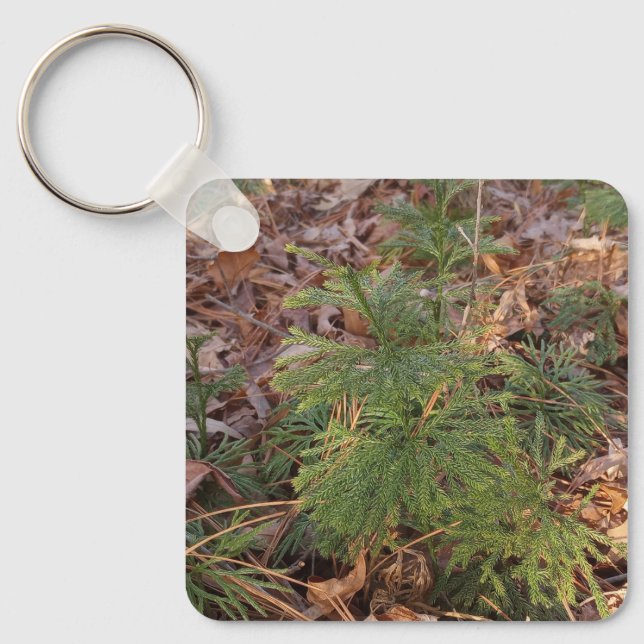 Pine Sapling Keychain Nature-Inspired Gift (Front)