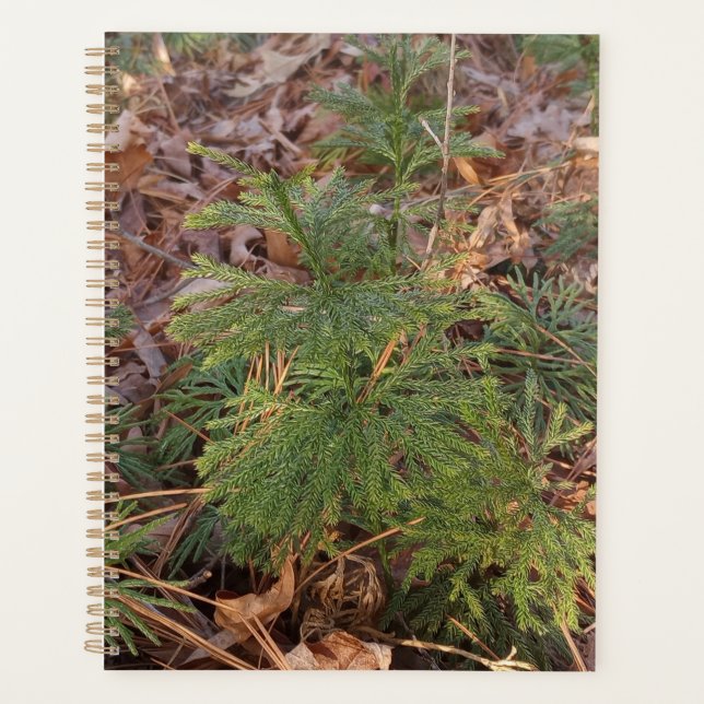 Pine Sapling Spiral Planner (Front)