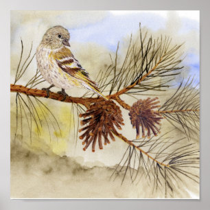 Pine Siskin Canvas Print
