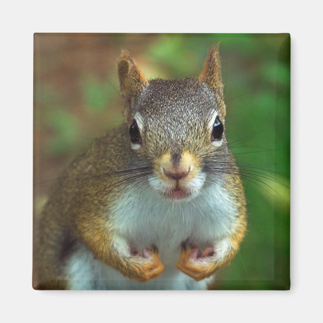 Pine Squirrel (Got Nuts?) Magnet (Front)