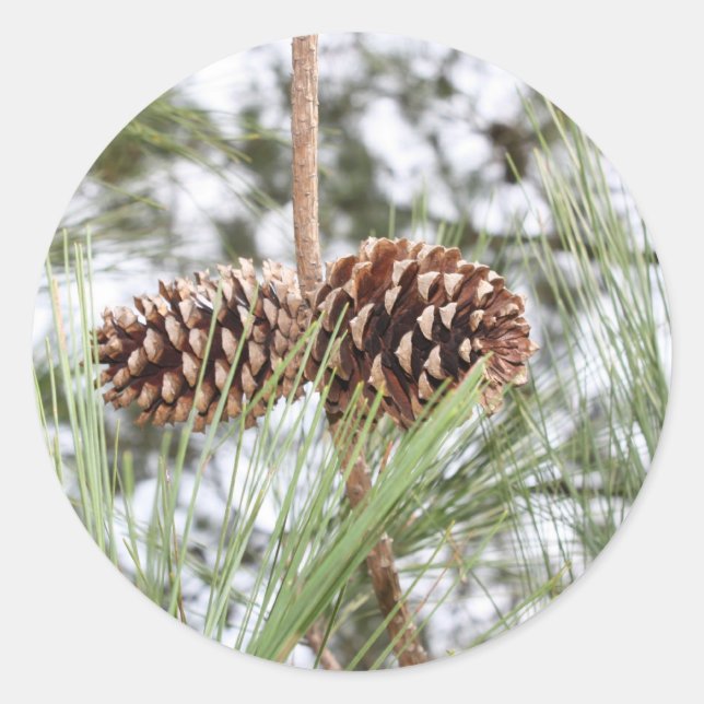 Pine stickers (Front)