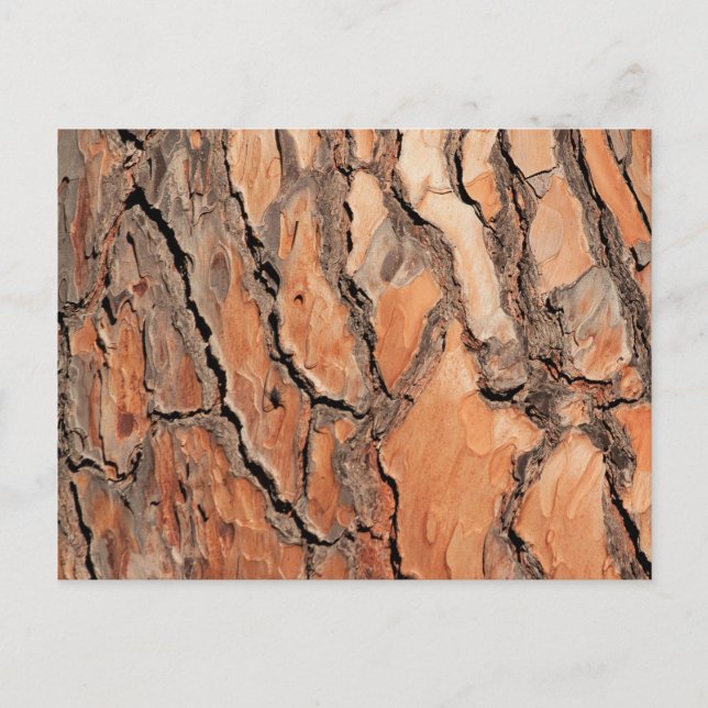 Pine Tree Bark Texture Postcard (Front)