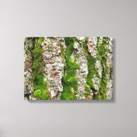 Pine Tree Bark With Moss