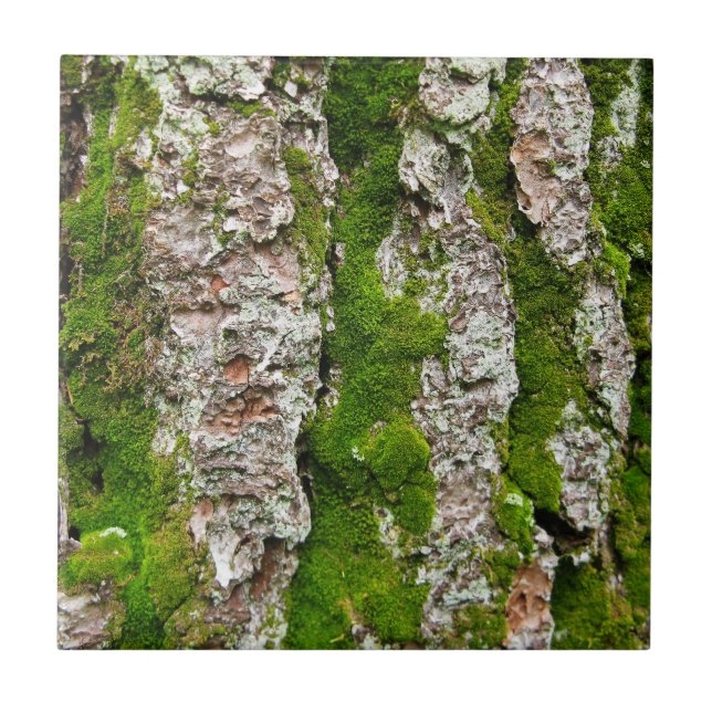 Pine Tree Bark With Moss Tile (Front)