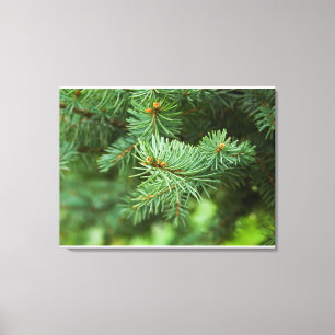 Pine tree closeup canvas print