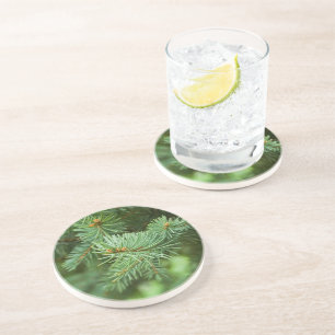 Pine tree closeup coaster