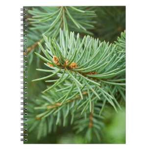 Pine tree closeup notebook