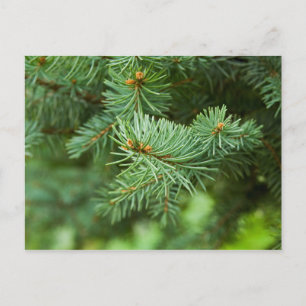 Pine tree closeup postcard