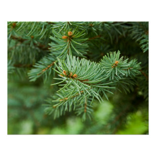 Pine tree closeup poster