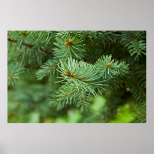 Pine tree closeup poster