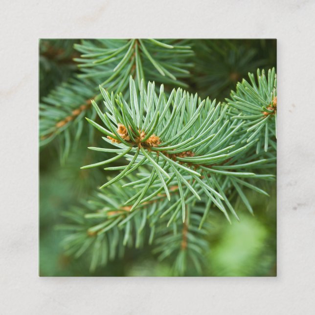 Pine tree closeup square business card (Front)