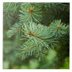 Pine tree closeup tile