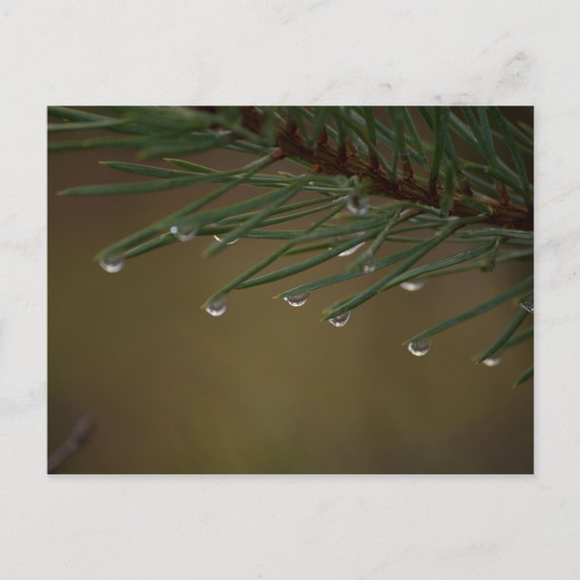 Pine Tree Drops Postcard (Front)