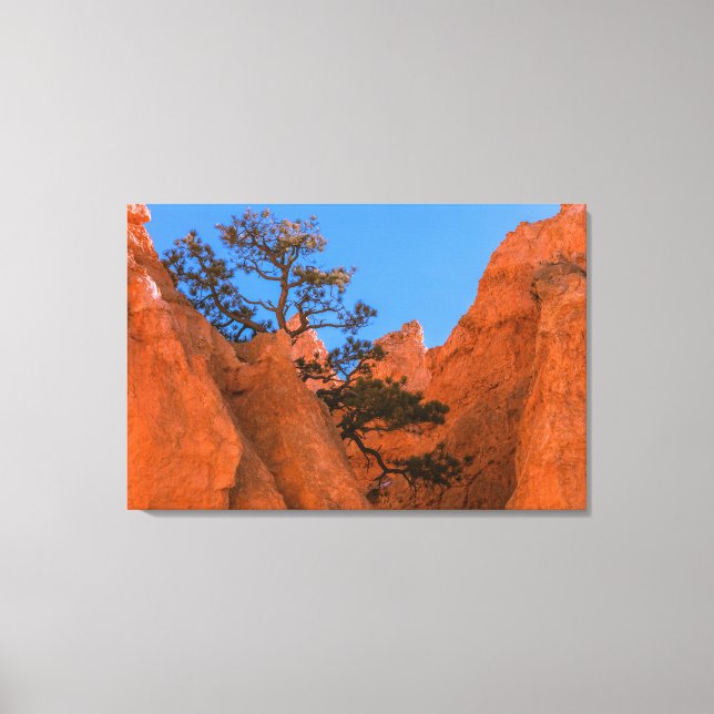 Pine Tree In Hoodoos  Canvas Print (Front)