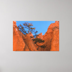 Pine Tree In Hoodoos Canvas Print