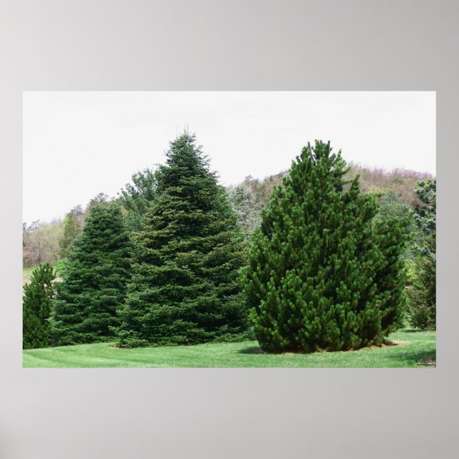 Pine Tree Landscape Poster (Front)