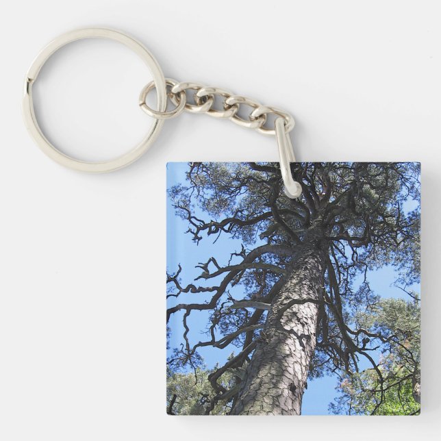 Pine Tree, Palanga Botanical Garden, LITHUANIA – Key Ring (Front)