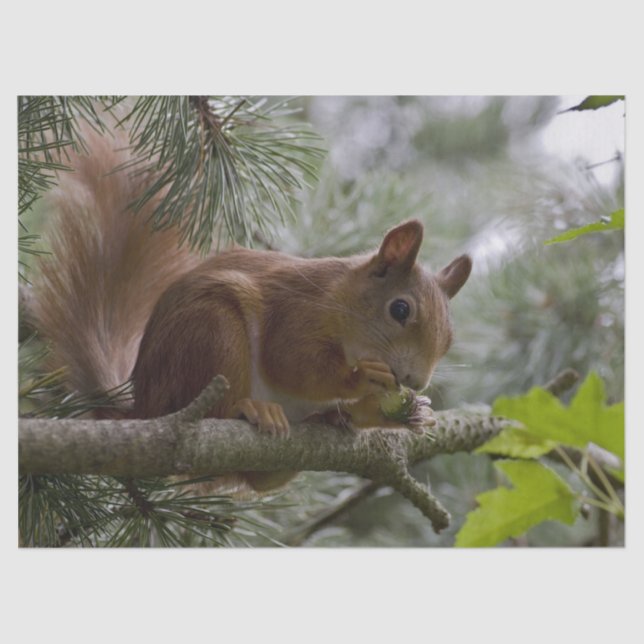 pine tree squirrel tissue paper (Front)