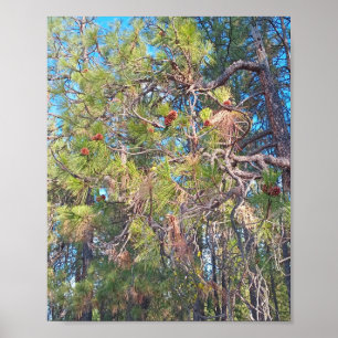 Pine tree with pine cones poster