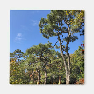Pine Trees in Autumn Sky Magnet