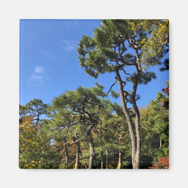 Pine Trees in Autumn Sky Magnet (Front)