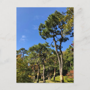 Pine Trees in Autumn Sky Postcard