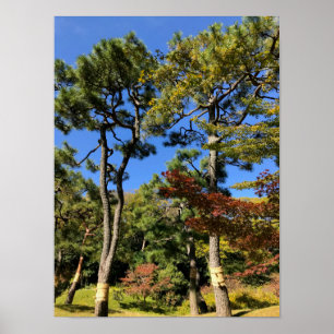 Pine Trees in Autumn Sky Poster