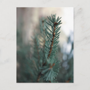 Pine Trees Postcard