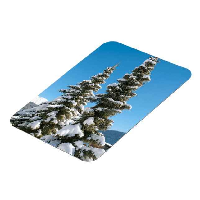 Pine trees under the Snow Magnet (Left Side)