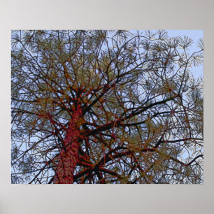 Pine with Red Trunk (detail) Poster