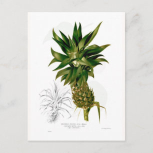 Pineapple (Ananas comosus) Postcard