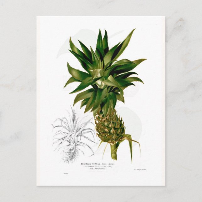 Pineapple (Ananas comosus) Postcard (Front)