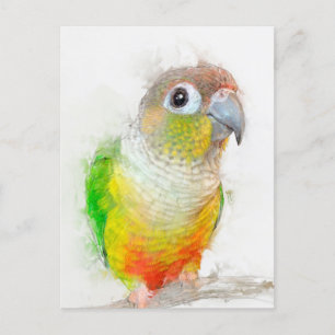 Pineapple Conure Portrait Postcard