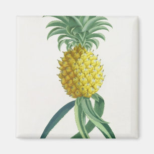 Pineapple engraved by Johann Jakob Haid (1704-67) Magnet