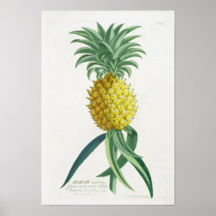 Pineapple engraved by Johann Jakob Haid (1704-67) Poster