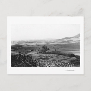 Pineapple Fields in Hawaii PhotographHawaii Postcard