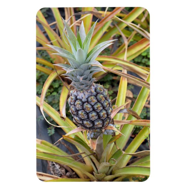 Pineapple Photo Magnet (Vertical)