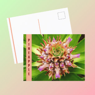 Pineapple Plant Botanical Photographic Postcard