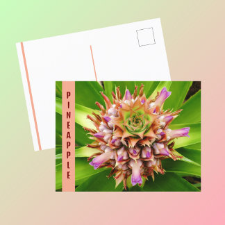 Pineapple Plant Botanical Photographic Postcard