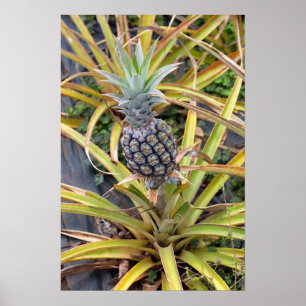 Pineapple Plant Poster